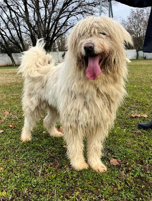 BELLE BELLISSIMO Foto 7